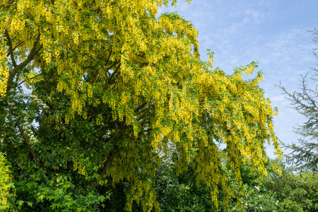 Close up of common laburnum (laburnum anagyroides) flowers in bloomの写真素材