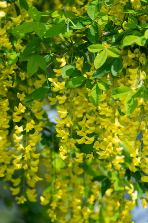 Close up of common laburnum (laburnum anagyroides) flowers in bloomの写真素材