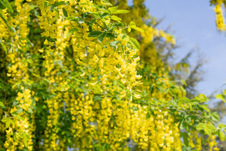 Close up of common laburnum (laburnum anagyroides) flowers in bloomの写真素材