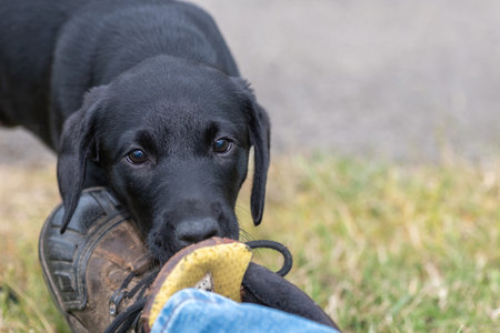Cute portrait of an 8 week old black Labrador puppy sniffing a pair of shoesの写真素材