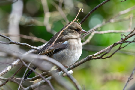 Close up of a female chaffinch (fringilla coelebs) perching on a branchの写真素材