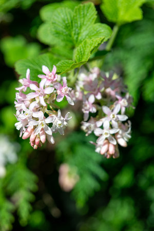 Close up of flowers on a red flowering currant (ribes sanguineum) shrubの写真素材