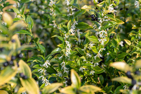 Close up of flowers on a sweet box (sarcococca confusa) shrubの写真素材