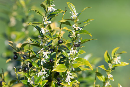 Close up of flowers on a sweet box (sarcococca confusa) shrubの写真素材