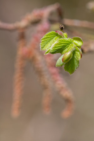 Macro shot of common Hazel (corylus avellana) leaves sproutingの写真素材