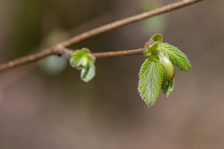 Macro shot of common Hazel (corylus avellana) leaves sproutingの写真素材