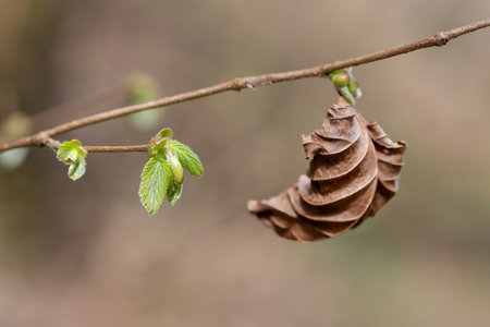 Macro shot of common Hazel (corylus avellana) leaves sproutingの写真素材