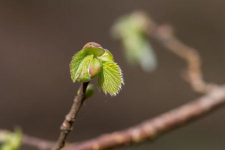 Macro shot of common Hazel (corylus avellana) leaves sproutingの写真素材