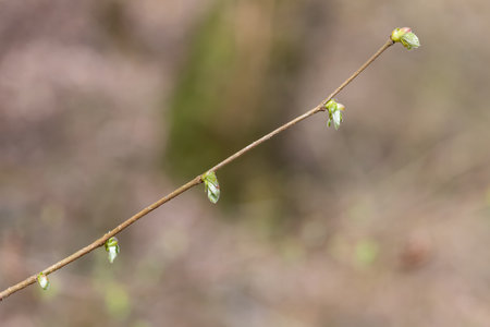 Macro shot of common Hazel (corylus avellana) leaves sproutingの写真素材