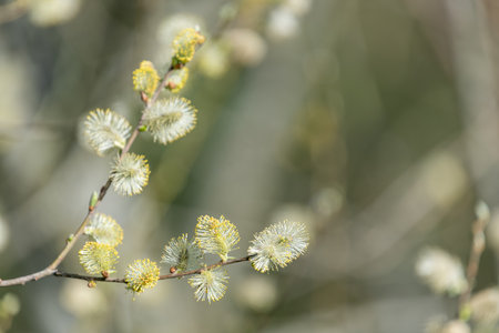 Close up of male pussy willow (salix caprea) catkinsの写真素材
