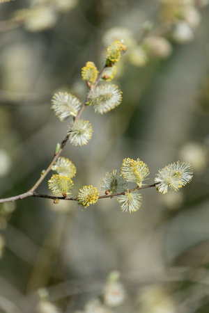 Close up of male pussy willow (salix caprea) catkinsの写真素材
