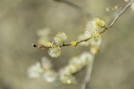 Close up of male pussy willow (salix caprea) catkinsの写真素材