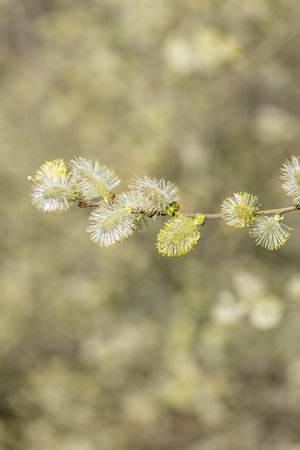 Close up of male pussy willow (salix caprea) catkinsの写真素材
