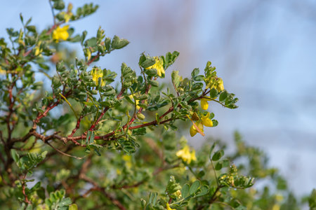 Close up of sweet broom (genista stenopetala) flowers in bloomの写真素材