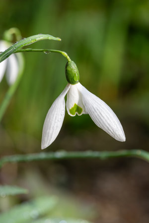 Close up of an orion greater snowdrop (galanthus elwesii) flower in bloomの写真素材