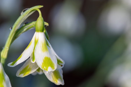 Macro shot of a galanthus Phil Cornish snowdrop in bloomの写真素材