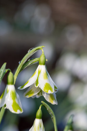 Macro shot of a galanthus Phil Cornish snowdrop in bloomの写真素材