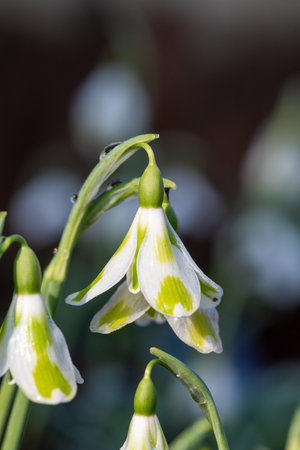 Macro shot of a galanthus Phil Cornish snowdrop in bloomの写真素材