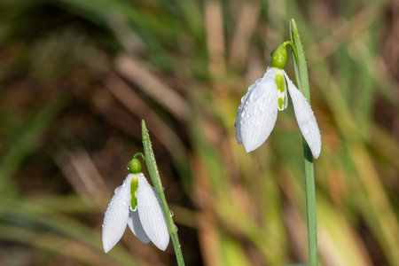 Close up of sentinel snowdrop flowers in bloomの写真素材