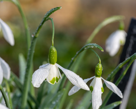 Close up of galatea snowdrops  in bloomの写真素材