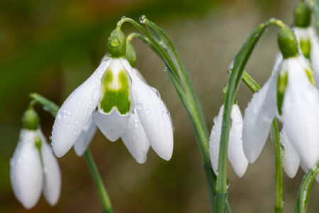 Close up of snowdrops in bloomの写真素材
