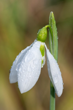 Close up of a sentinel snowdrop flower in bloomの写真素材