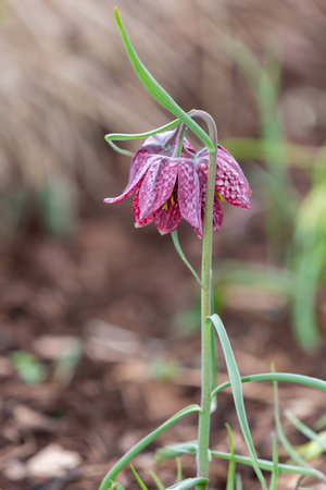 Close up of a purple snakes head fritillary (fritillaria meleagris) flower in bloomの写真素材