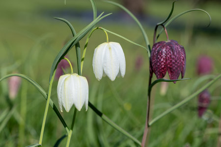 Close up of white snakes head fritillary (fritillaria meleagris) flowers in bloomの写真素材