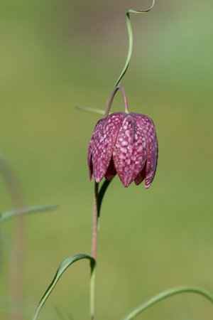 Close up of a purple snakes head fritillary (fritillaria meleagris) flower in bloomの写真素材