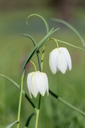 Close up of white snakes head fritillary (fritillaria meleagris) flowers in bloomの写真素材
