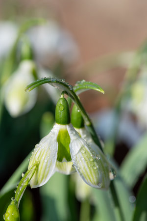 Close up of a Rosemary Burnham greater snowdrop (galanthus elwesii) flower in bloomの写真素材