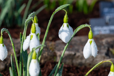 Close up of galanthus erway snowdrop flowers in bloomの写真素材
