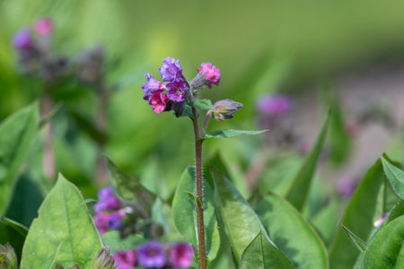 Close up of common lungwort (pulmonaria officinalis) flowers in bloomの写真素材