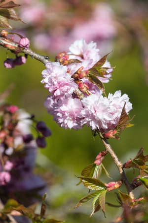 Close up of pink cherry (prunus Kanzan) blossomの写真素材