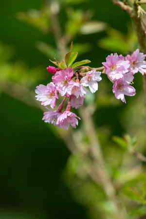 Close up of pink cherry blossomの写真素材