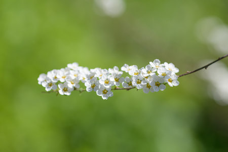 Close up of Thunbergs meadowsweet (spirea thunbergii) flowers in bloom