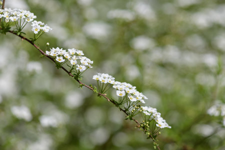 Close up of Thunbergs meadowsweet (spirea thunbergii) flowers in bloom