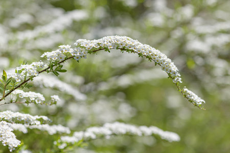 Close up of Thunbergs meadowsweet (spirea thunbergii) flowers in bloom