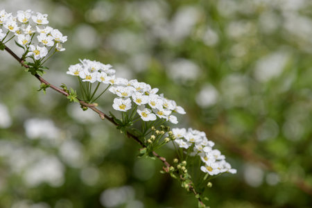 Close up of Thunbergs meadowsweet (spirea thunbergii) flowers in bloomの写真素材