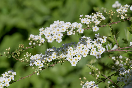 Close up of Thunbergs meadowsweet (spirea thunbergii) flowers in bloom
