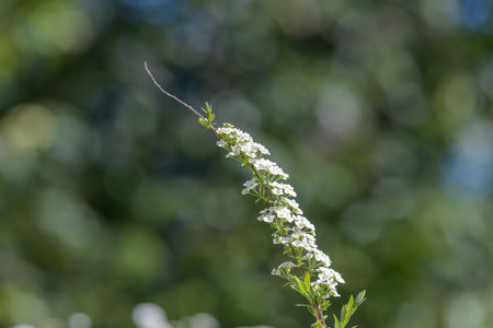Close up of Thunbergs meadowsweet (spirea thunbergii) flowers in bloom