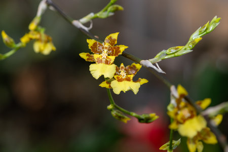 Close up of a dancing lady orchid (oncidium sphacelatum) in bloomの写真素材