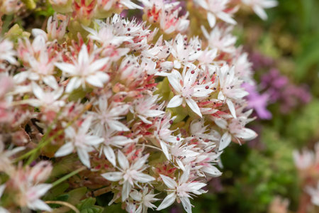 Close up of English stonecrop (sedum anglicum) flowers in bloomの写真素材