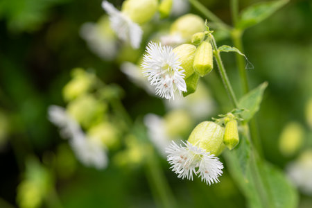 Close up of a fringed flowered campions (silene fimbriata) in bloomの写真素材
