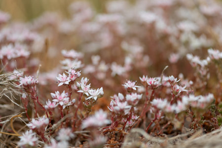Close up of English stonecrop (sedum anglicum) flowers in bloomの写真素材