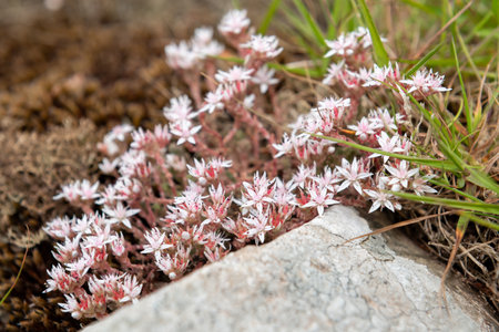 Close up of English stonecrop (sedum anglicum) flowers in bloomの写真素材