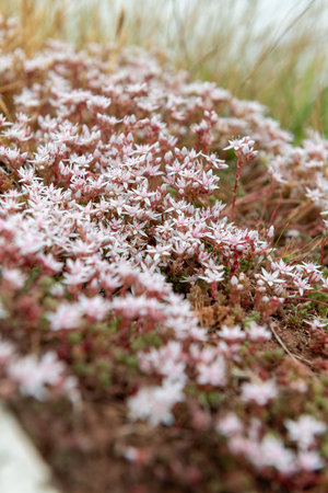 Close up of English stonecrop (sedum anglicum) flowers in bloomの写真素材