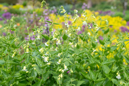 Close up of a fringed flowered campions (silene fimbriata) in bloomの写真素材
