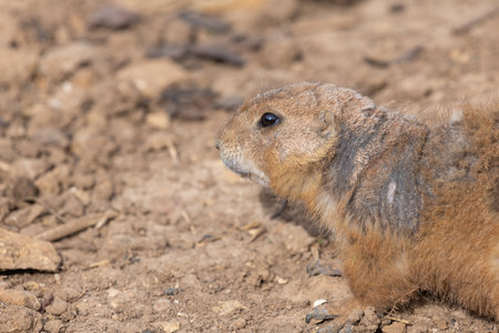 Portrait of a groundhog (marmota monax)の写真素材