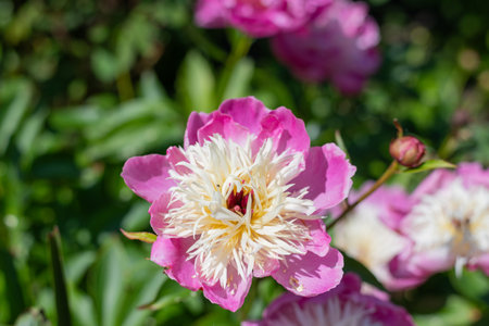 Close up of a Chinese peony (paeonia lactiflora) flower in bloomの写真素材
